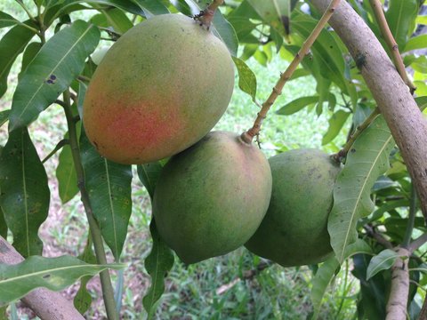 Mango season