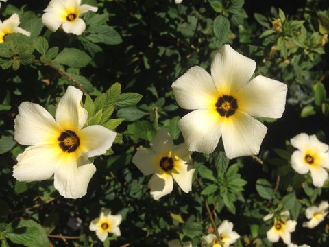flower hop