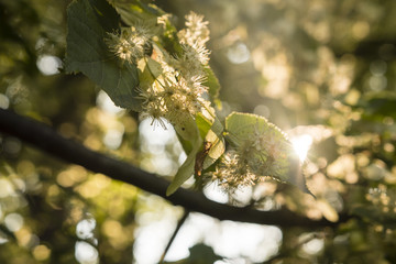 Scented lime flowers.