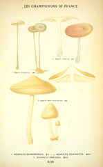 Illustration of mushrooms