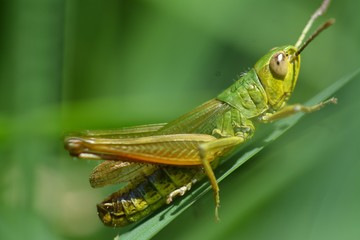 Makro Grashüpfer Sommer 