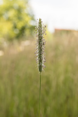 Fototapeta premium Blooming blade of grass on a meadow.