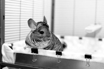 Chinchilla in play