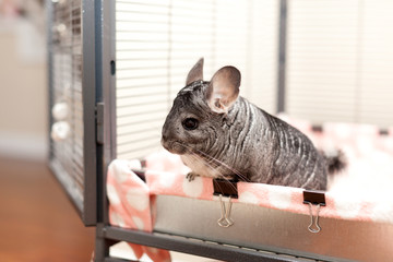 Chinchilla in play