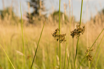 Blooming blade of grass on a meadow.