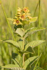 Lysimachia - yellow flowers of healing herbs in nature.