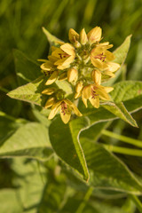 Lysimachia - yellow flowers of healing herbs in nature.