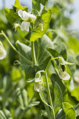 Obraz premium Young pea pods outdoors on a plant.