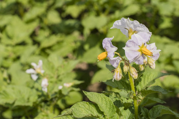 Detail of blooming potatoes outdoors.