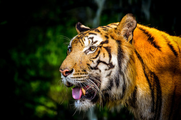 Close up Indochinese Tiger looking at outside and walk around the forest