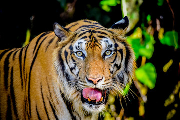 Close up Indochinese Tiger looking at outside and walk around the forest
