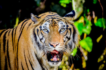 Close up Indochinese Tiger looking at outside and walk around the forest