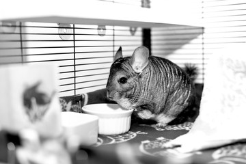 Chinchilla in play