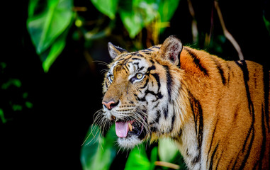 Close up Indochinese Tiger looking at outside and walk around the forest