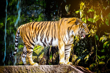 Close up Indochinese Tiger looking at outside and walk around the forest