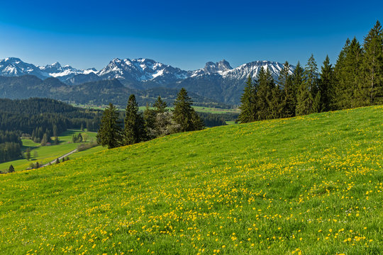 Blumenwiese auf einem Wanderweg im Allg&auml;u 