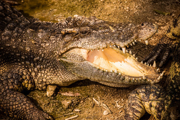 Close up Crocodile open mouth in the depression zoo.