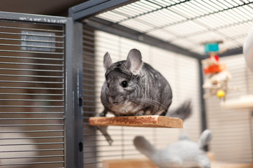 Chinchilla in play