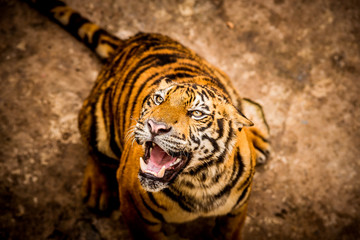 Close up Indochinese Tiger looking at and walk around the forest