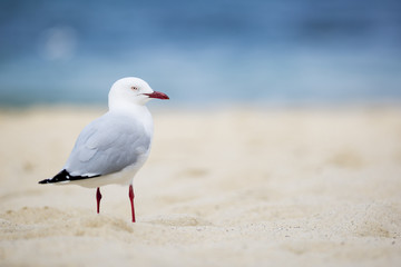 Bird on the Beach