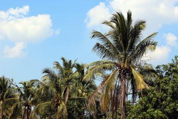 Fototapeta na wymiar coconut farm, plantation coconut