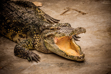 Close up Crocodile open mouth in the depression zoo.