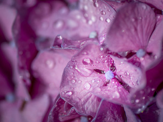 Close up of pink hydrangea petals with dew drops in flower cluster