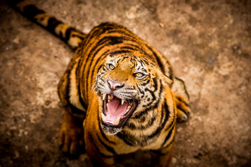 Close up Indochinese Tiger looking at and walk around the forest