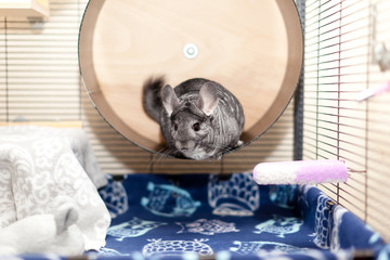 Chinchilla in play