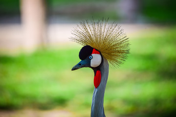 Portrait Grey crowned-crane its show beautiful color on head