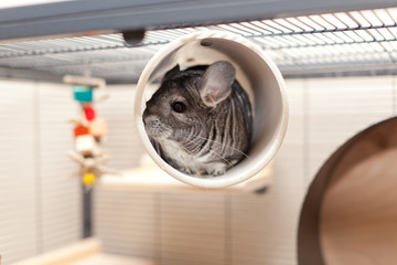 Chinchilla in play