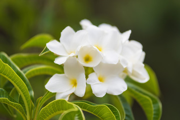 White tropical flower