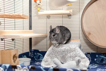 Chinchilla in play