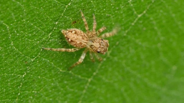 close-up Salticus scenicus jumping spider