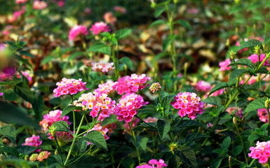 Pink Lantana flowers, Phakakrong (thai word) blossom small spring on green beautiful and fresh background
