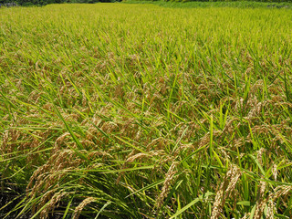 Golden paddy rice field ready for harvest      