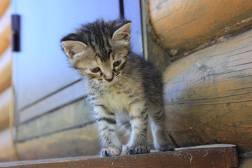 котенок