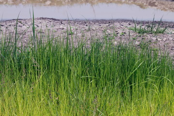 grass green fresh looking pattern. Beautiful and tranquil nature background