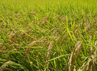 Golden paddy rice field ready for harvest      