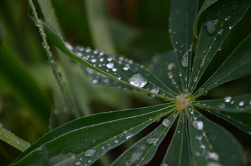 dew drops on leaves