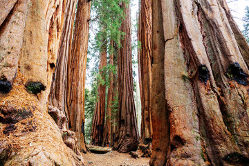 Sequoia