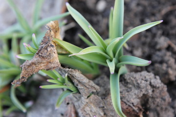 зелень, фактура