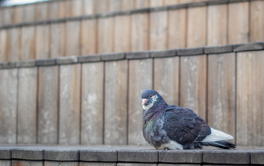 Cool pigeon