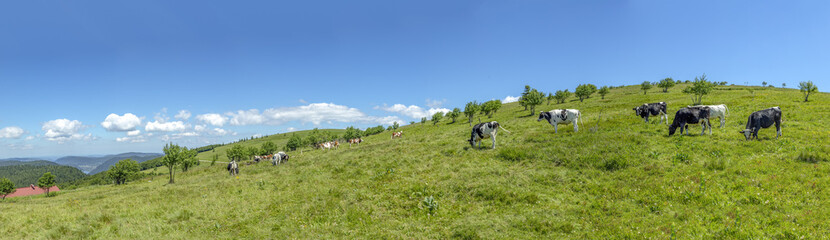 Naklejka na ściany i meble cows grazing at the highland meadow at the top of the alsacien mountains