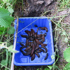 red snails caught in a blue plastic bowl filled with beer in earthquake set, snail trap
