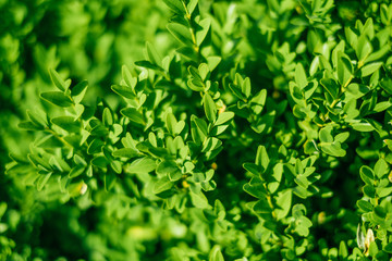 Fototapeta na wymiar Green leaves in sunlight. Textured background of a tree.