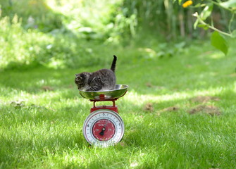 the greatest. cute kitten standing in an old kitchen scale