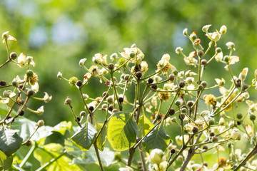 white and yellow flower of teak tree