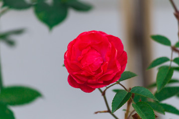 Naklejka premium tea rose