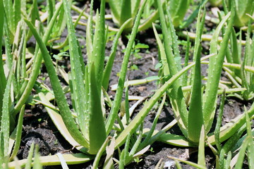 aloe vera garden, plantation aloe vera farm background, aloe vera cosmetics ingredients with substance gelatinous from aloe leaves natural herb for the treatment of burns